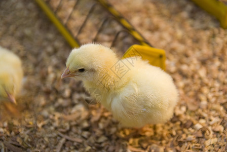年轻小鸡蛋清母鸡传统农业蛋白白色动物黄色投标蛋黄背景
