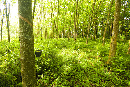 马来西亚森林橡胶树树干场景衬套活力植物背光阴影太阳植物群种植园背景