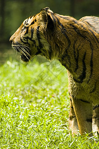 老虎猫科鼻子荒野头发哺乳动物动物动物群攻击条纹生态图片