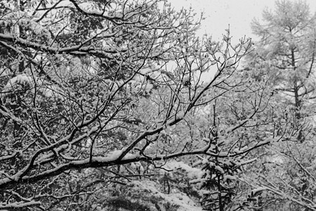 下雪层覆盖冬树 没有叶子国家树枝旅游季节环境天空生态蓝色蓝天观光图片