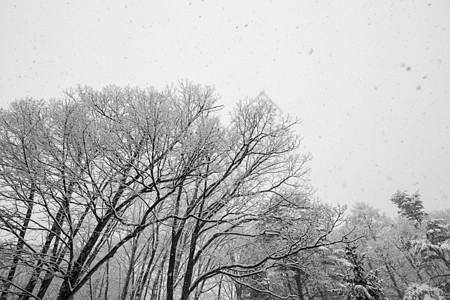 下雪层覆盖冬树 没有叶子村庄国家蓝色季节天空环境观光风景树枝树木图片