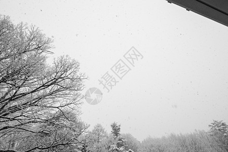 寒雪覆盖冬树 没有叶子蓝天公吨场景村庄蓝色生态观光季节风景环境图片