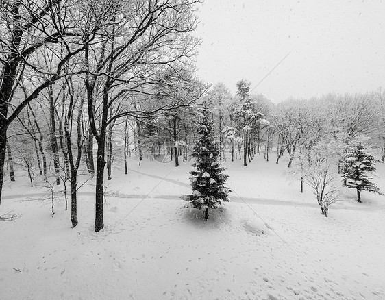 寒雪覆盖冬树 没有叶子白马观光生态天空场景公吨蓝色旅行环境风景图片