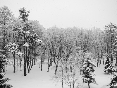 寒雪覆盖冬树 没有叶子场景旅行蓝色观光旅游白马蓝天生态天空村庄图片