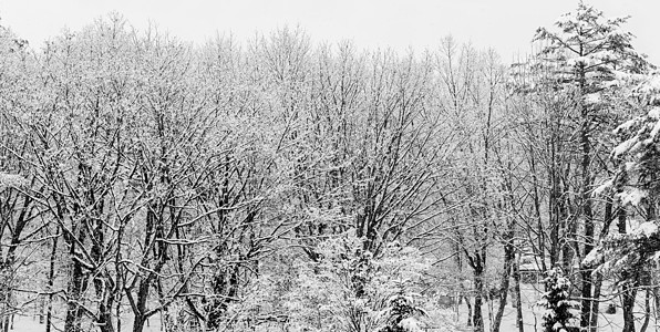 下雪层覆盖冬树 没有叶子国家树木环境生态蓝色树枝季节场景观光公吨图片