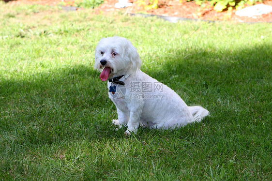 贝孔混合混合白色小狗哺乳动物舌头动物宠物头发朋友犬类图片