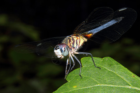 蓝眼苍蝇头发异翅目翅膀野生动物叶子条纹下颌栖息身体漏洞图片