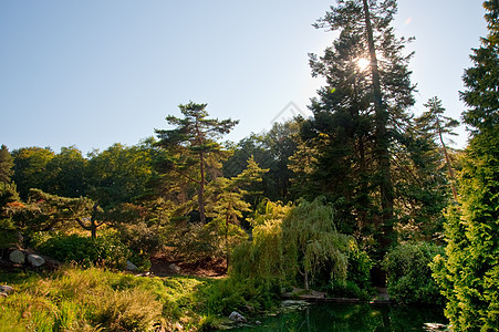 库博塔花园衬套花园植物灌木季节树木叶子公园灌木丛民众图片