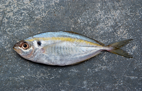 黄色条纹鱼海鲜鳟鱼钓鱼营养食物淡水渔业标本鲤鱼厨房图片