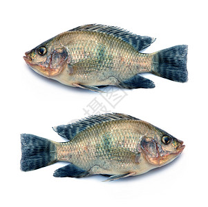 白背景的尼罗河蒂拉皮亚鱼美食标本海洋淡水营养尾巴皮肤饮食钓鱼食物图片