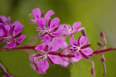 紫花朵绿色花园紫色植物图片