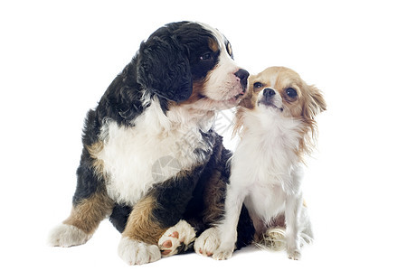 狗和吉华人小狗山犬友谊三色犬类山狗动物工作室朋友们宠物婴儿图片