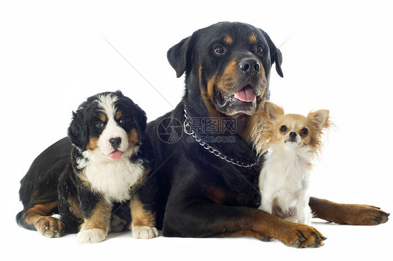 三只狗团体犬类三色动物山犬婴儿宠物山狗友谊小狗图片