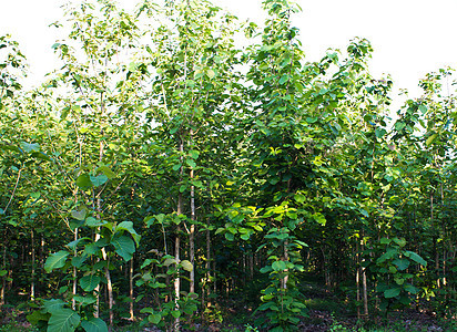 茶叶木林植物远足甘蔗环境晴天木头叶子分支机构走廊石头图片