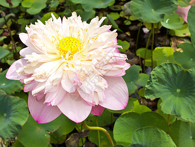 粉色莲花食物宏观植物学池塘美丽温泉百合树叶公园植物群图片