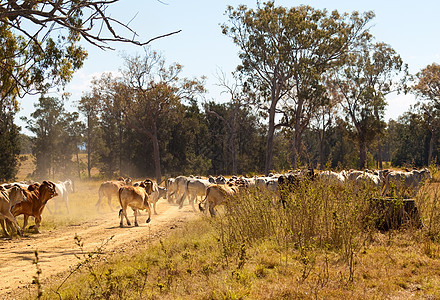 穿过昆士兰州碎石路的灰尘横扫农村的布拉赫曼牛图片