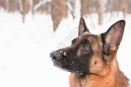 德国牧羊人牧羊犬水平黑色棕色食肉动物乐趣宠物白色图片