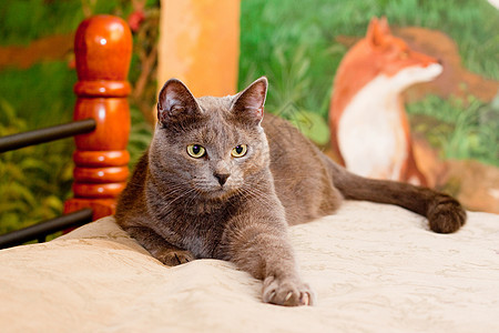 克雷猫头发宠物毛皮说谎家具猫科乐趣动物姿势水平图片