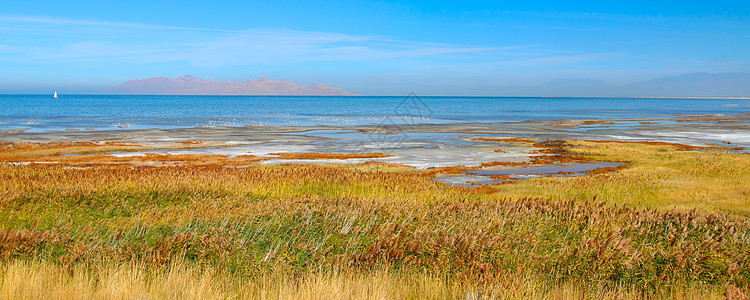 大盐湖州公园栖息地全景场景矿物质植物海岸线风景公寓盐度盐水图片