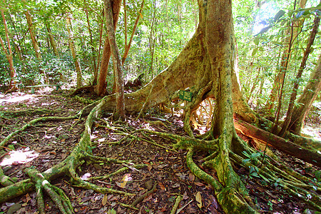 维尔维尔京群岛大树图片