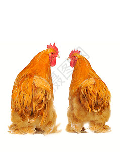 纯青棕色公鸡农场男性家畜流感动物良种白色鸟类季节生物图片