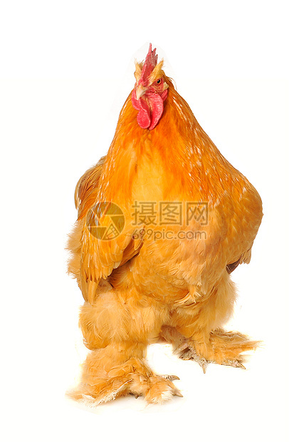 纯青棕色公鸡白色农业良种黄色流感农场红色家畜历史家禽图片