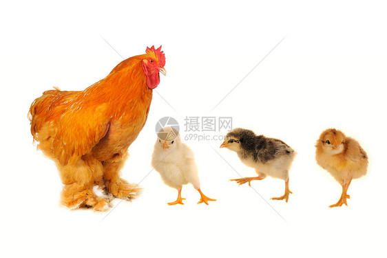 纯青棕色公鸡家禽农场鸟类动物白色农业红色乡村生物家畜图片