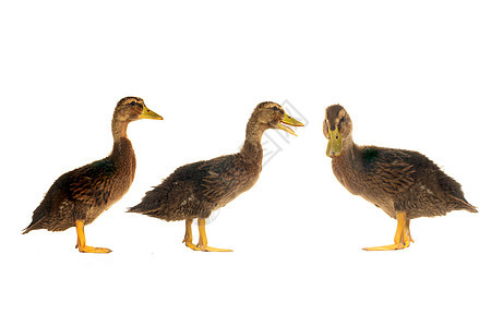 鸭子女性荒野棕色野生动物水禽宠物男性黄色图片