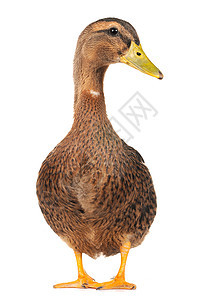 鸭子黄色棕色宠物野生动物荒野男性女性水禽图片