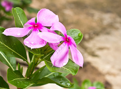 花园里有粉红玫瑰花紫色雌蕊生长宏观园艺蓝色花瓣美丽草地花束图片