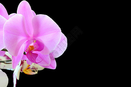 美丽的兰花植物白色情调花瓣植物学异国粉色紫色图片