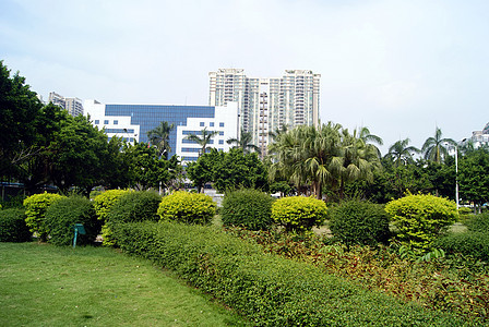 城市公园和绿带旅游树木植物绿化带草坪图片