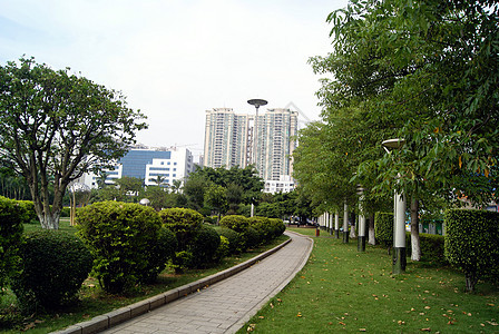 城市公园和绿带草坪绿化带植物树木旅游背景图片
