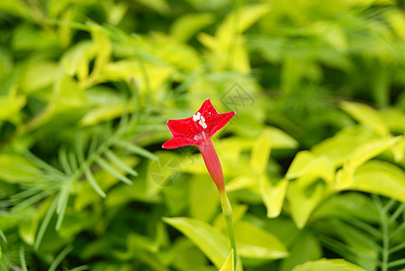 鲜花旅游植物风景图片