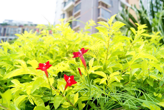 鲜花旅游风景植物图片