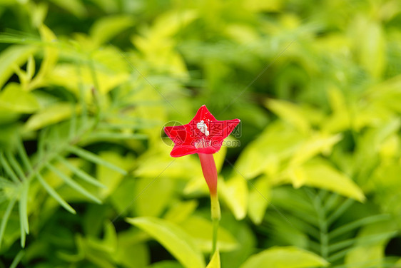 鲜花旅游植物风景图片