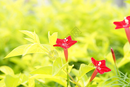 鲜花风景旅游植物背景图片