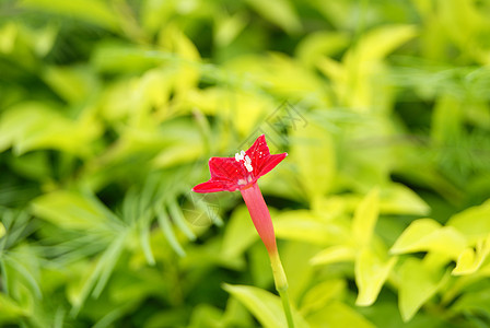 鲜花旅游风景植物图片