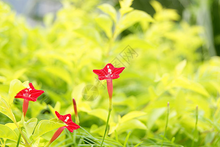 鲜花旅游风景植物图片