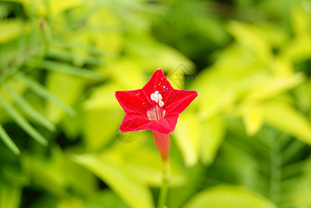 鲜花植物旅游风景图片