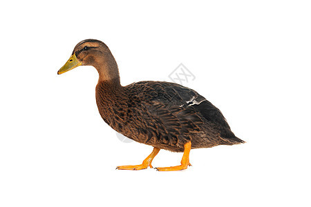 鸭子男性宠物黄色水禽女性荒野野生动物棕色图片