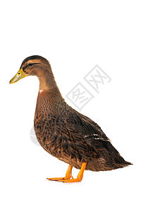鸭子荒野黄色野生动物水禽女性男性宠物棕色图片