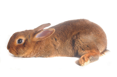 棕兔棕色兔子宠物白色耳朵闲事动物毛皮工作室图片