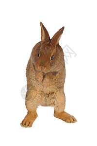 兔子兔爪子灰色宠物脊椎动物水平农业白色童年毛皮头发图片