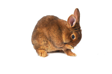 棕兔耳朵棕色白色兔子毛皮工作室闲事宠物动物背景图片