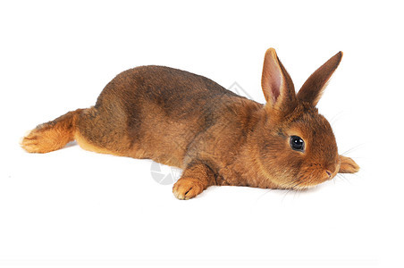 棕兔闲事毛皮宠物白色动物耳朵兔子工作室棕色图片