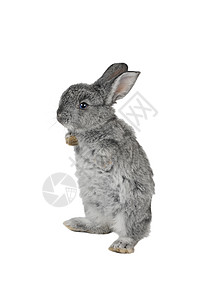 灰兔毛皮灰色白色哺乳动物爪子兔子动物水平宠物童年图片