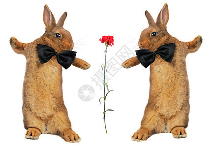 兔子兔童年花花公子哺乳动物毛皮动物柔软度农业爪子蝴蝶宠物图片