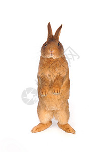兔子兔白色警觉脊椎动物柔软度动物宠物农业童年爪子水平图片
