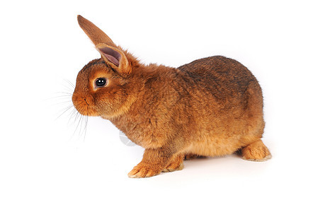 棕兔兔子宠物工作室闲事棕色毛皮白色动物耳朵图片